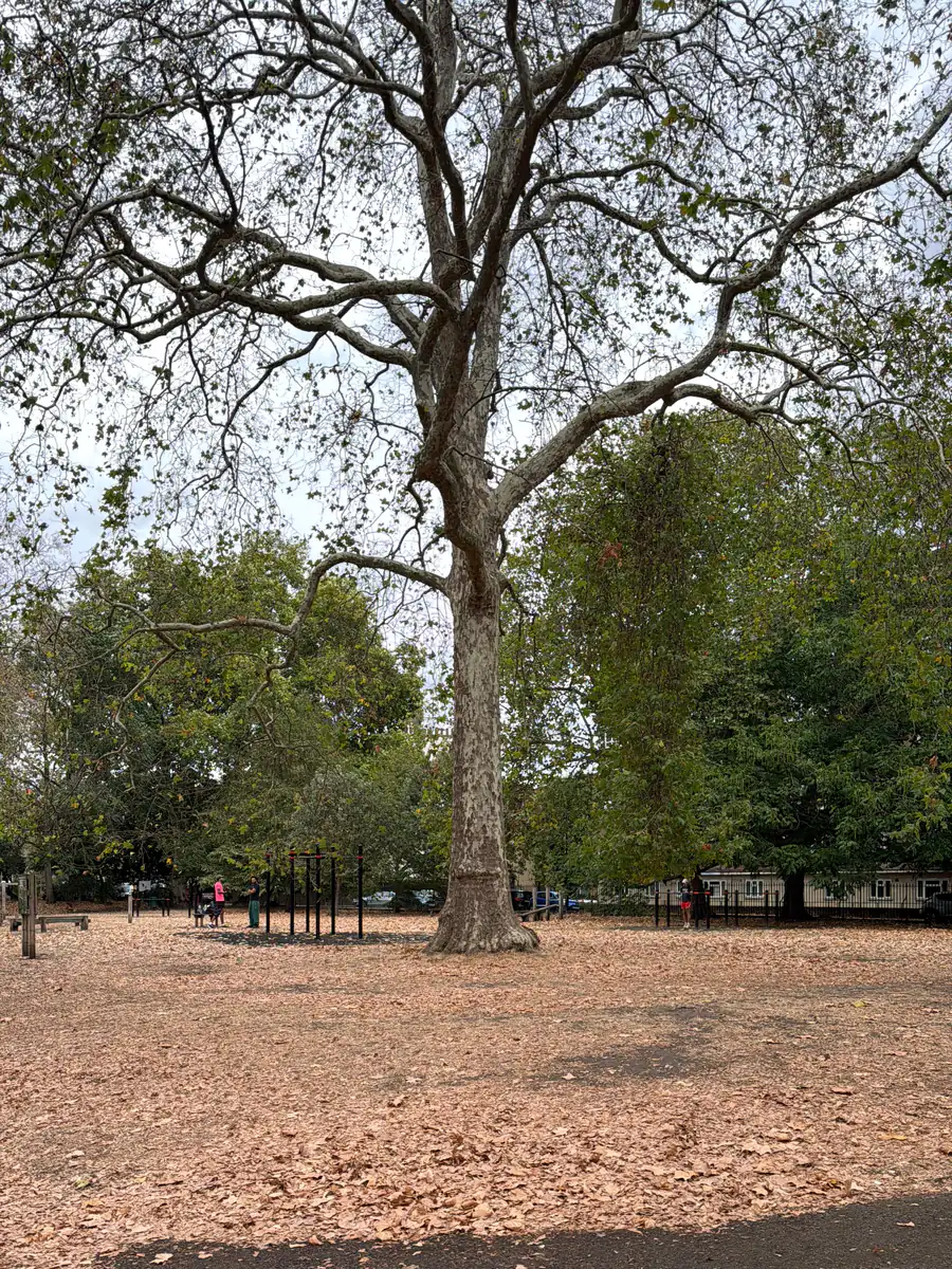 The common, three streets away